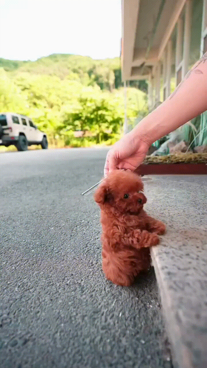 Kore Poodle
