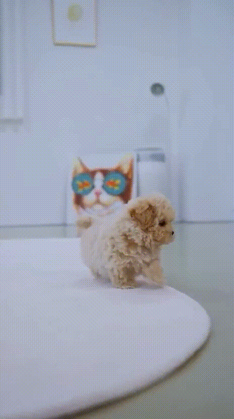 Kore Maltipoo