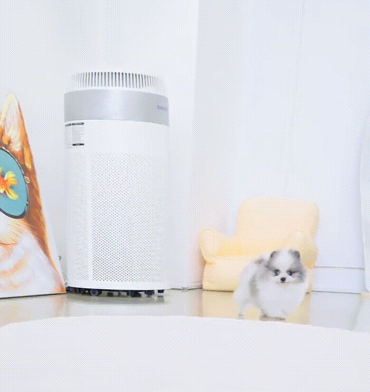 Pomeranian