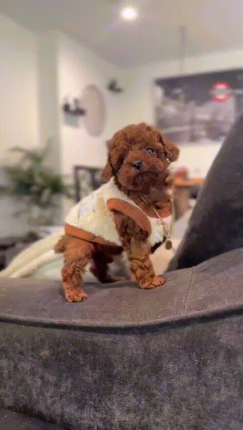 Toy Poodle