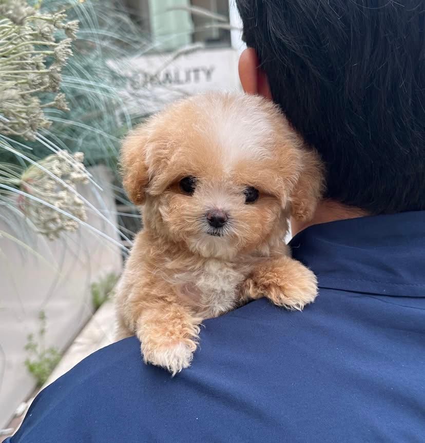 Coco