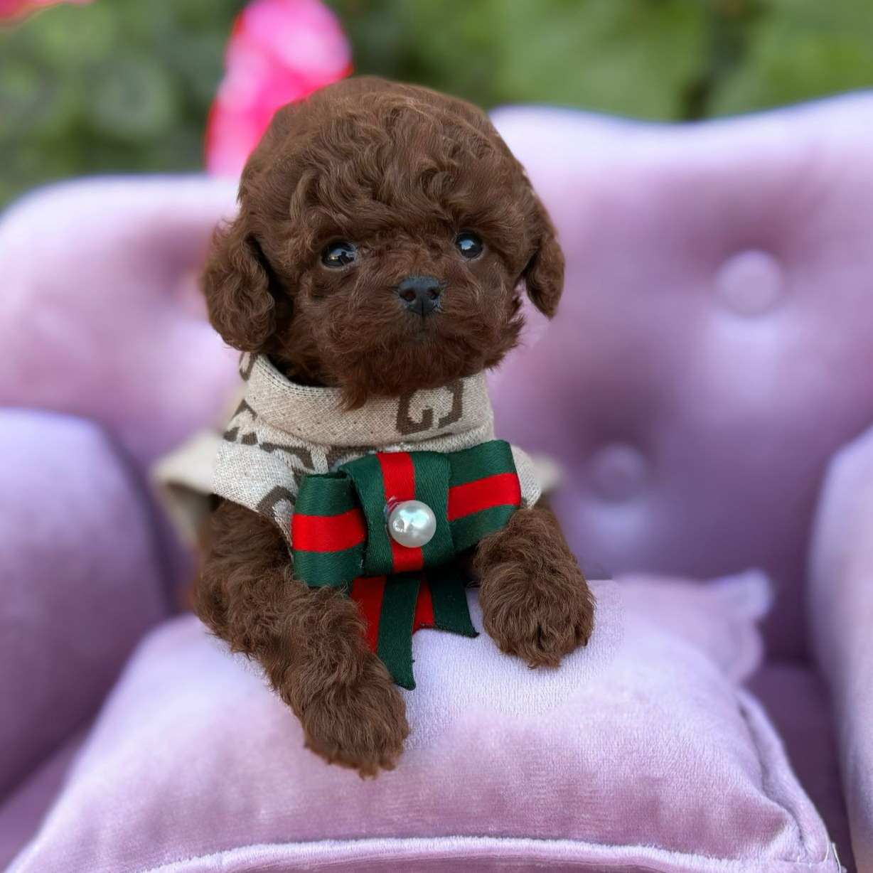 Poodle Cinsi