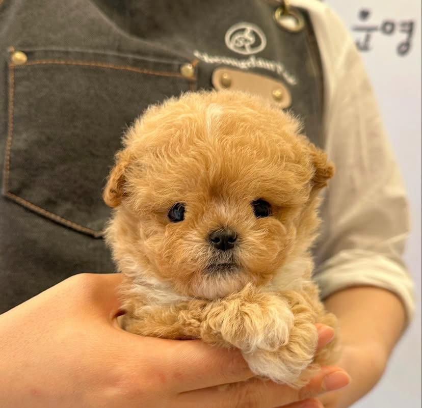 Mochi