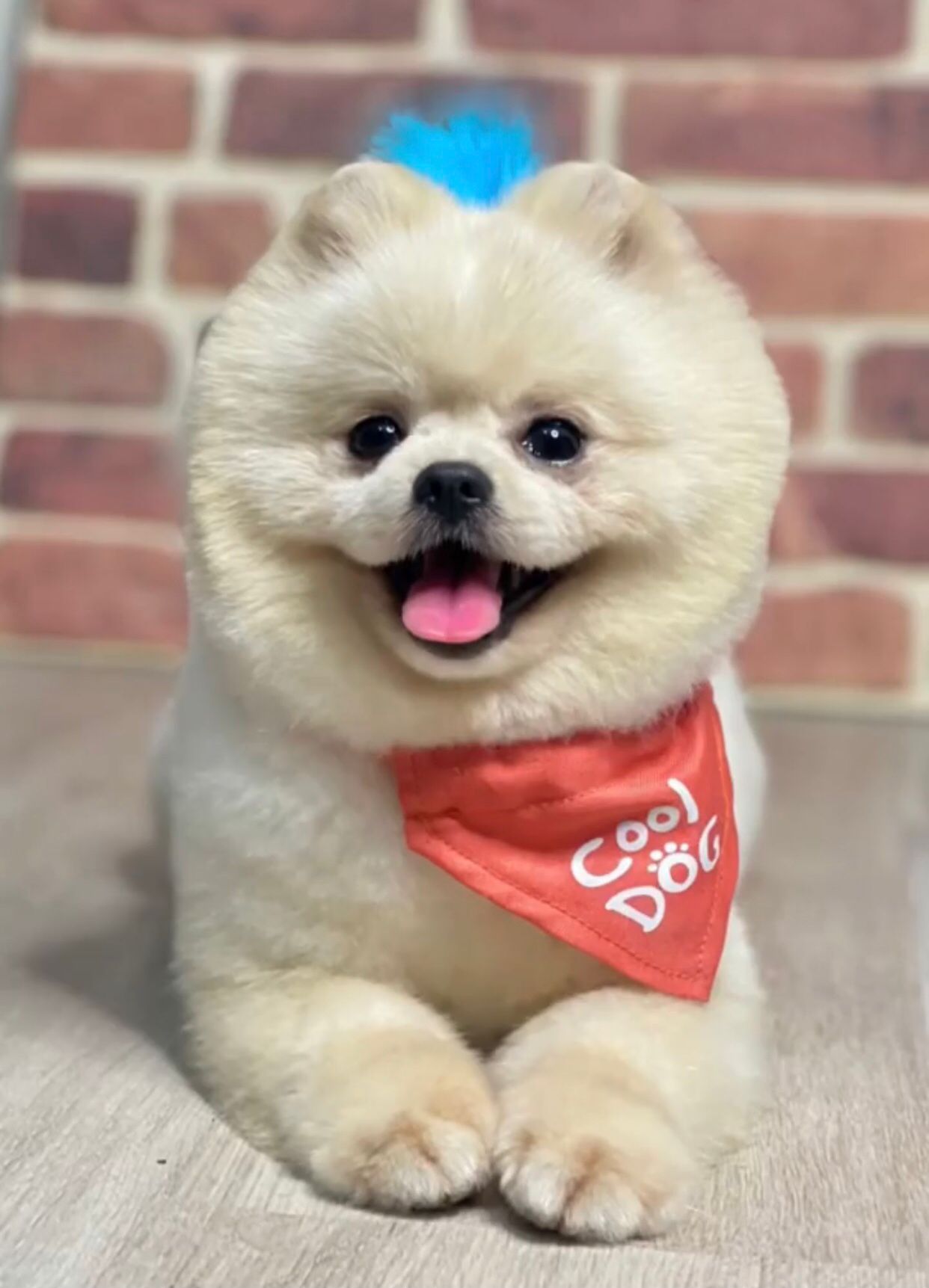 Zuzu