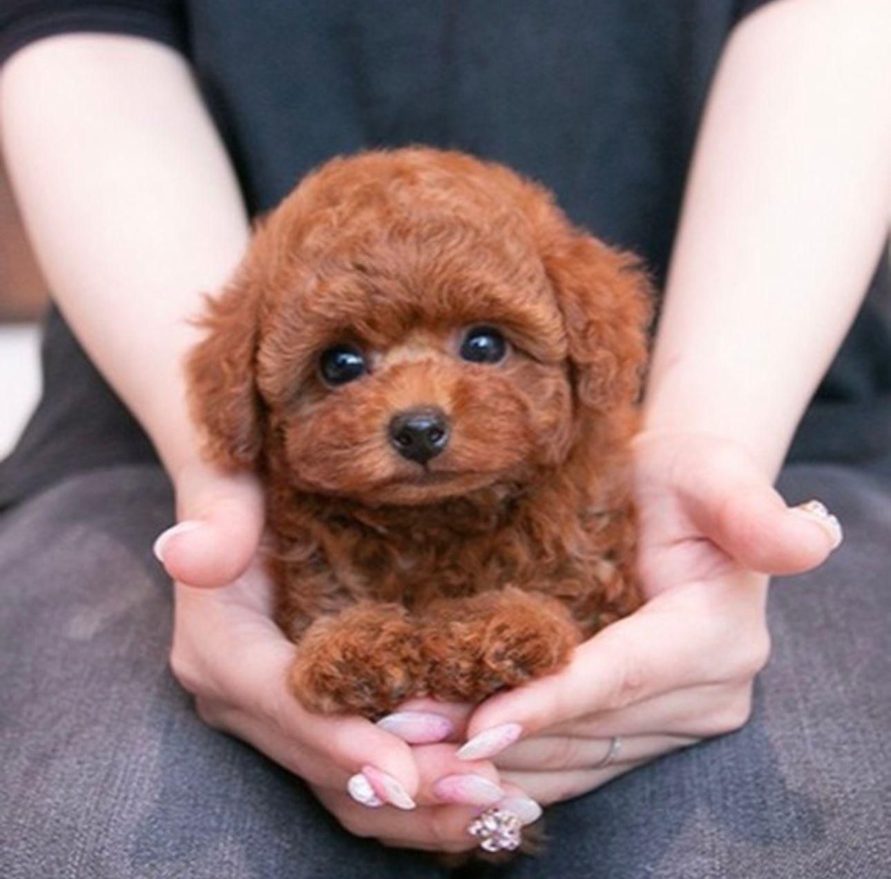 Cookie