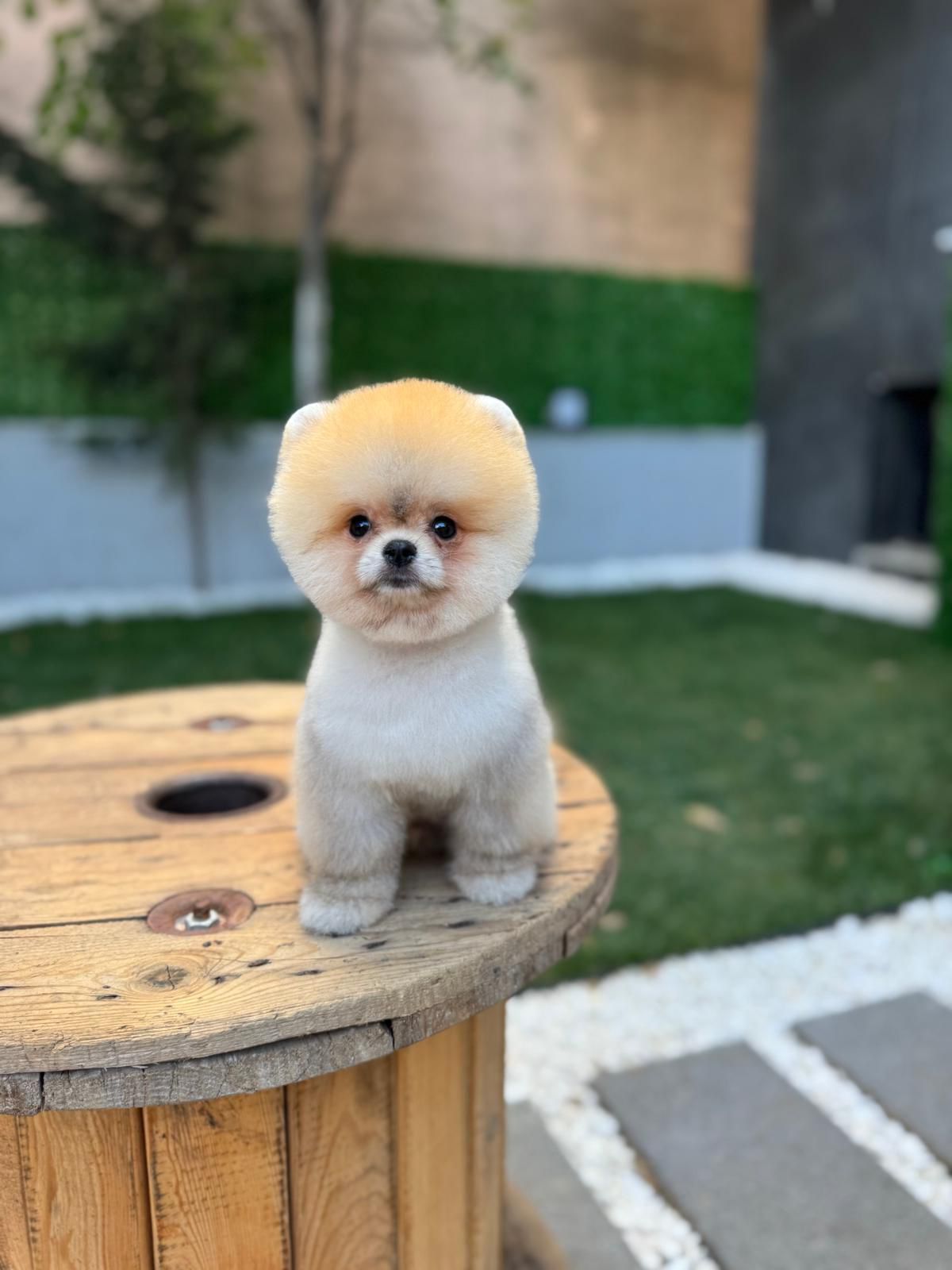 Sparky