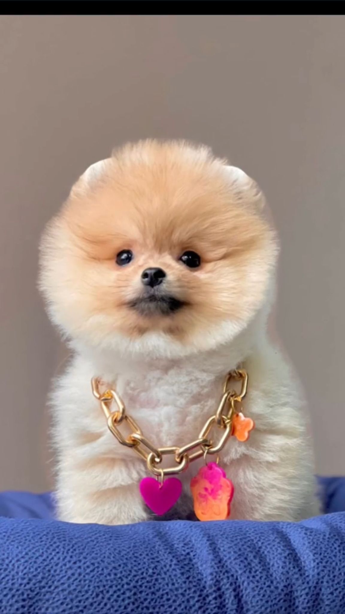 Pufi