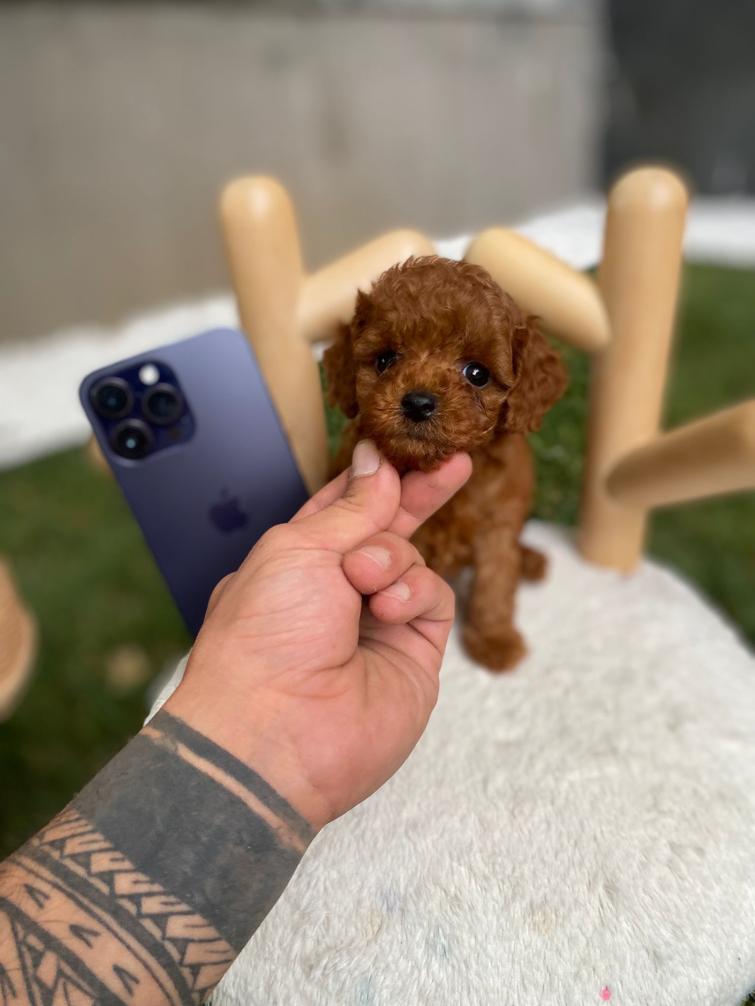 Kore Poodle Cinsi