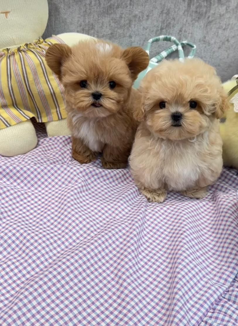 Teddy