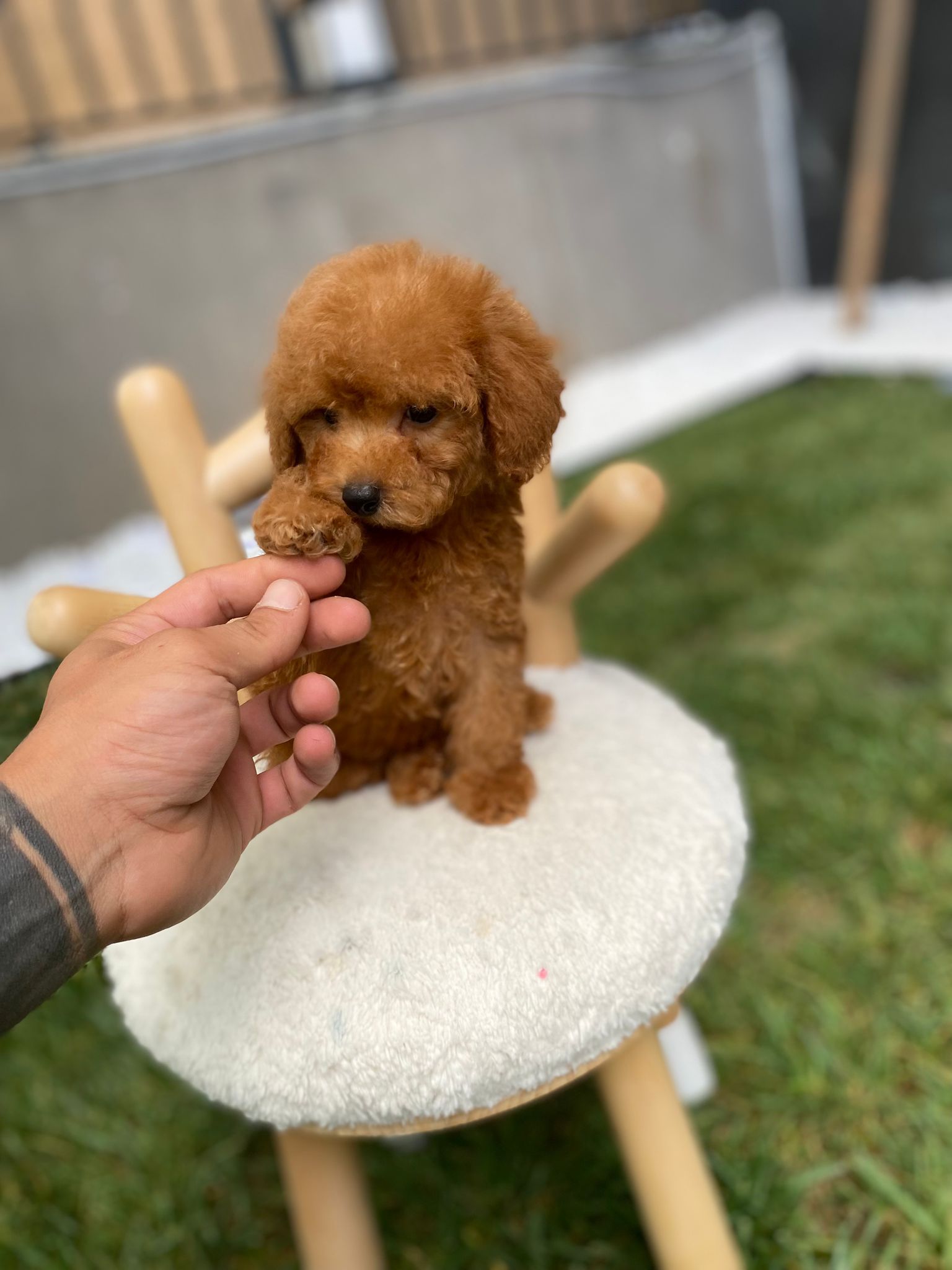 Mochi